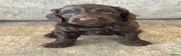 Cockapoo dogs for sale: MERL & CHOCOLATE F1COCKERPOOS HEALTH TESTED PARENT - Advert 7