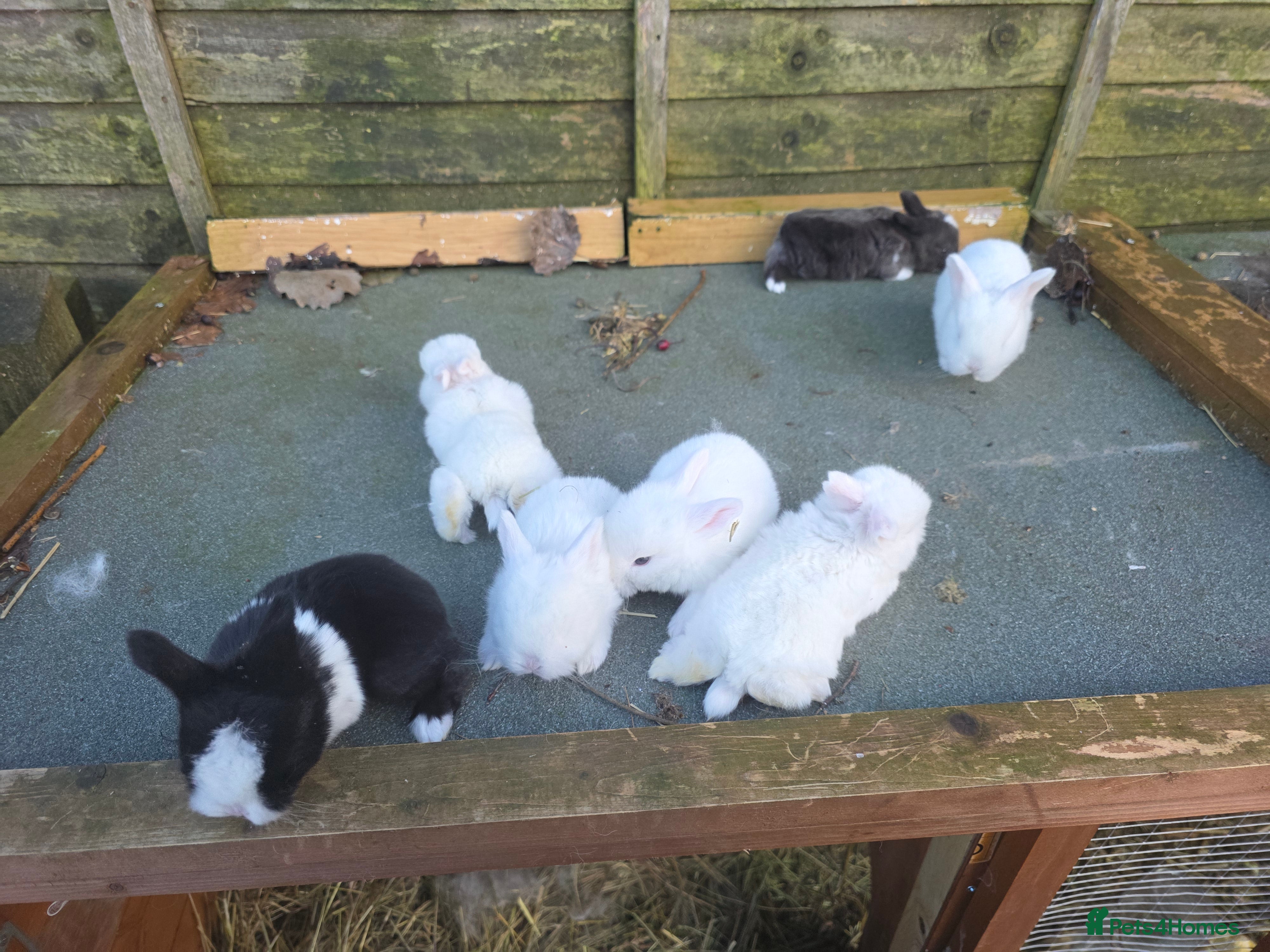 Mini Lop rabbits baby rabbit  - Advert 16