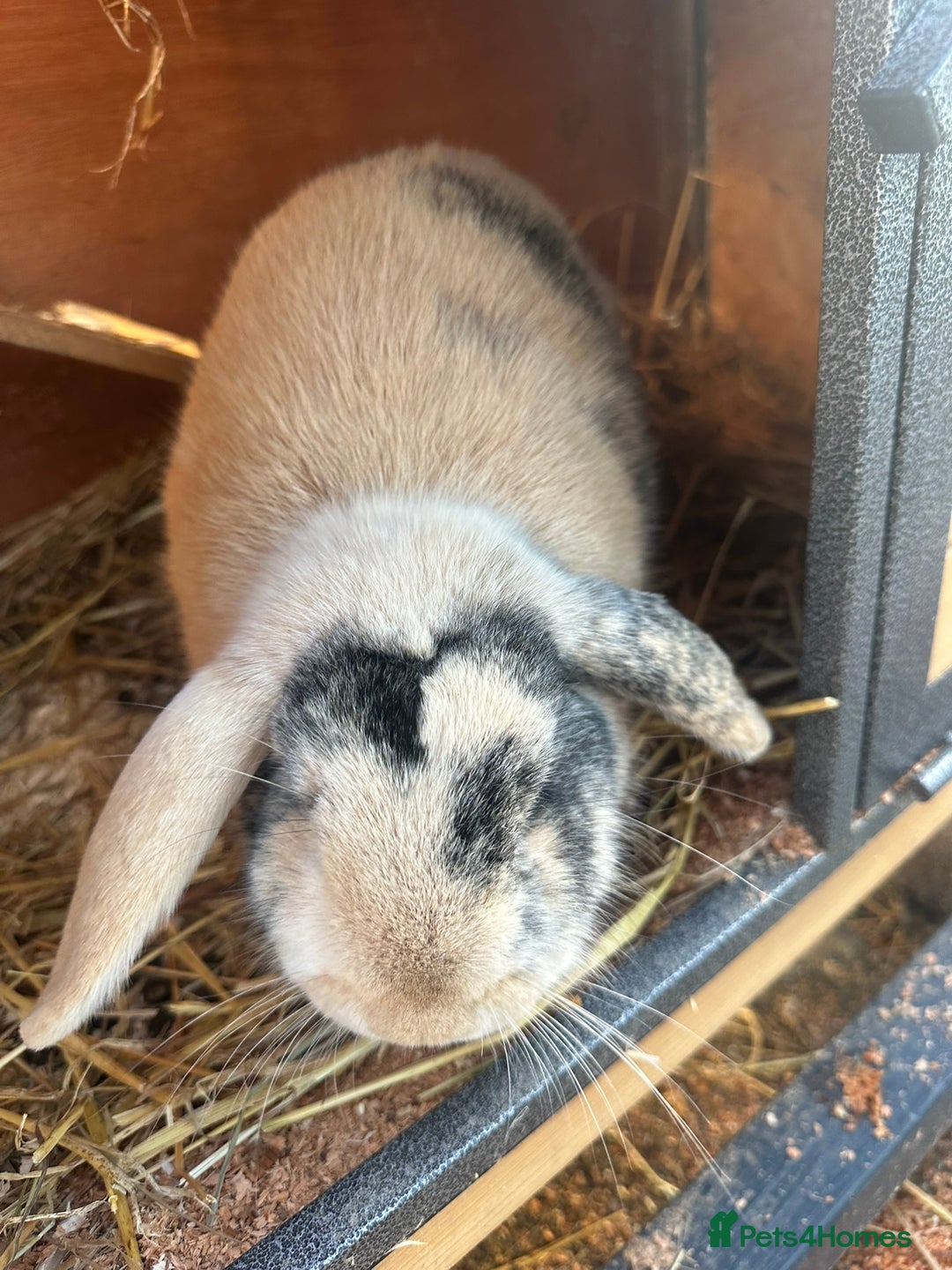 Dwarf Lop rabbits for sale: 2 Female Dwarf Lop Rabbits - Advert 18