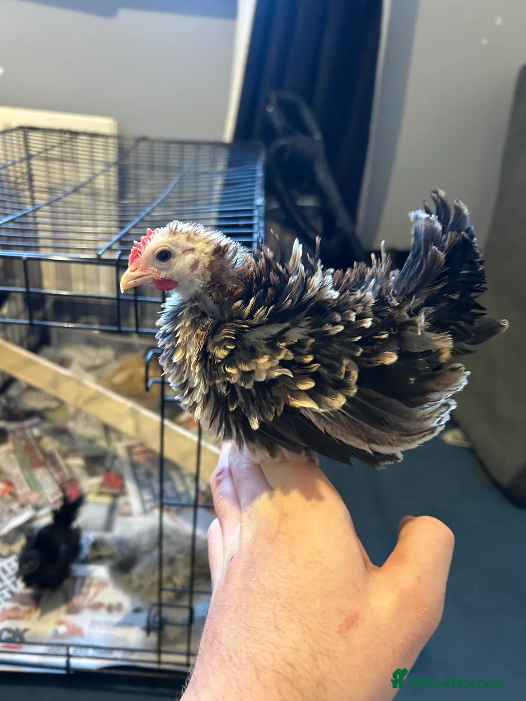 Chickens poultry for sale: Serama roosters  - Advert 2