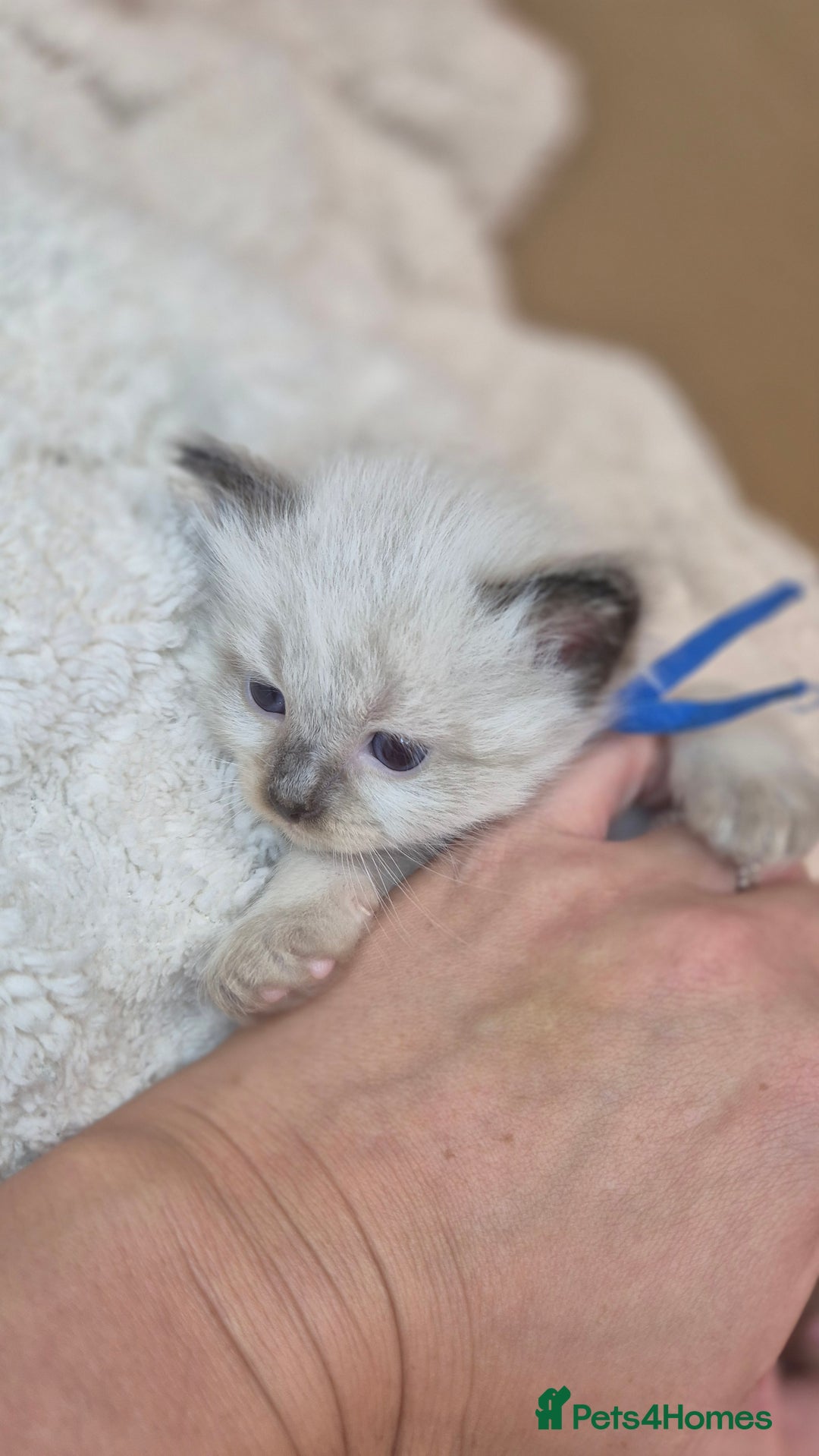 Ragdoll cats for sale: Proven healthy ragdolls 🐾 Sepias & traditionals   - Image 21