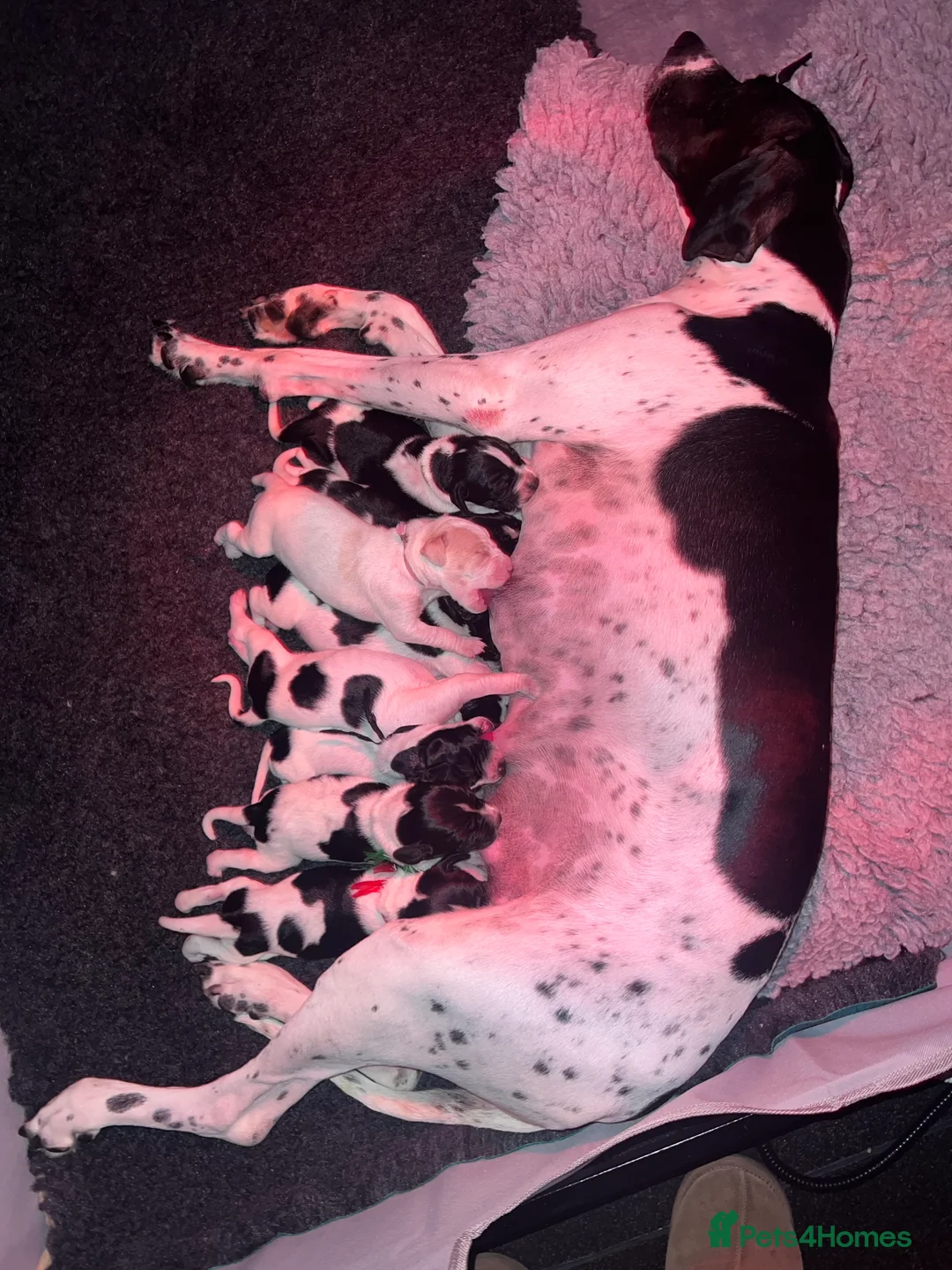 Pointer dogs for sale: Pedigree Pointer Pups - Advert 2