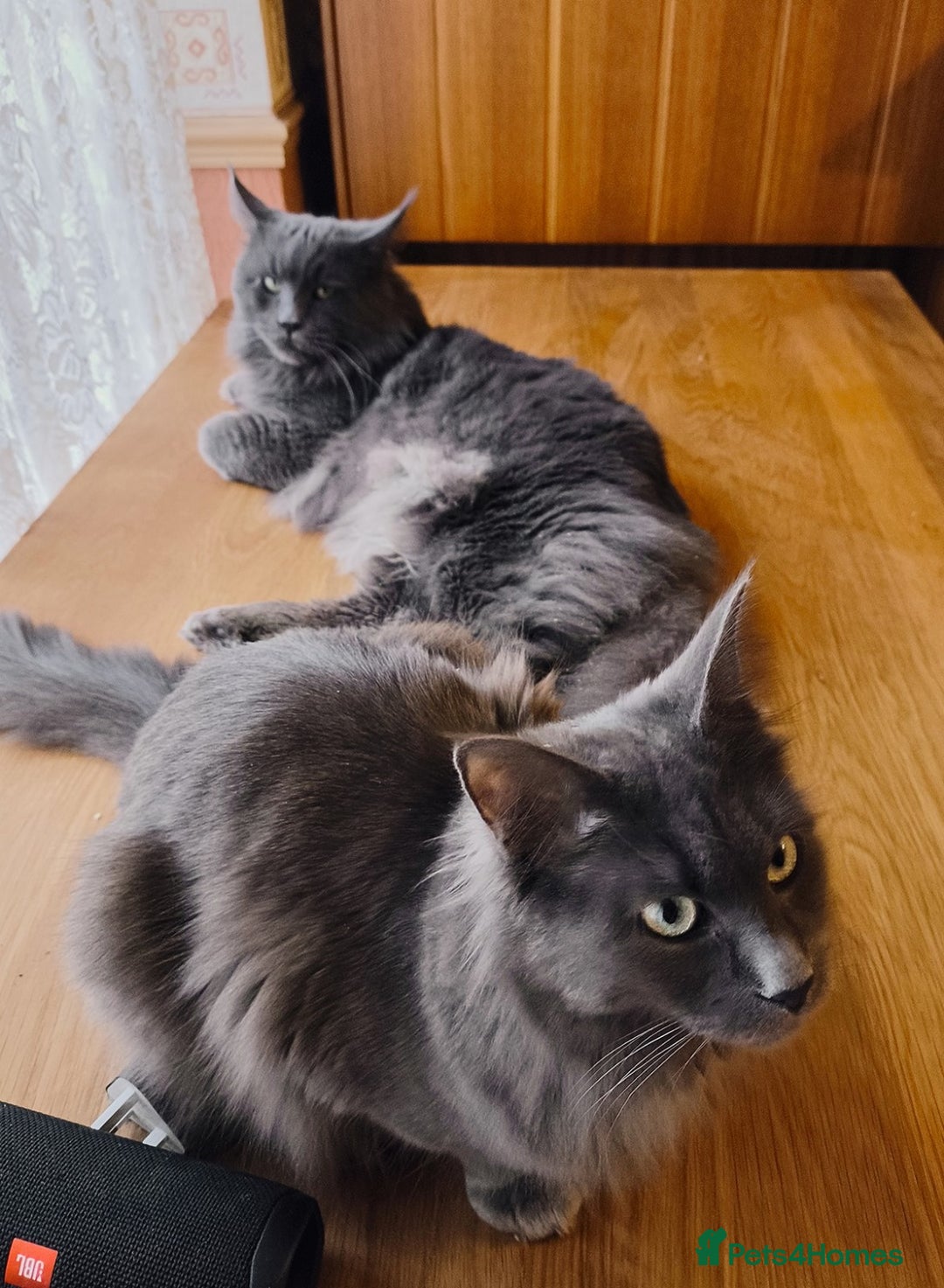 Maine Coon cats for sale: Blue Maine coon kittens - DNA health tested - Image 22