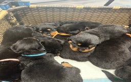 Rottweiler dogs for sale: Rottweiler puppies for sale  - Image 4