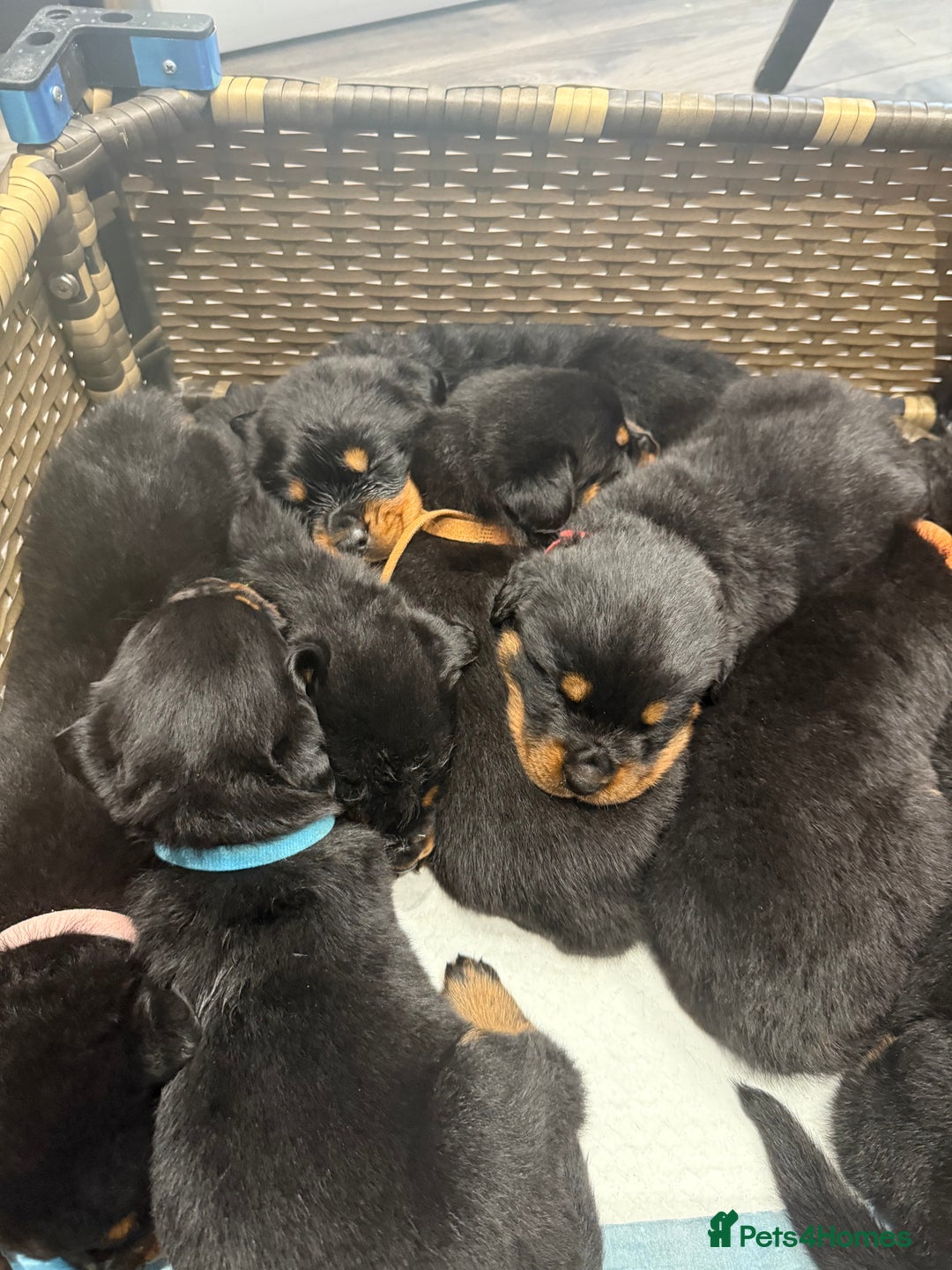 Rottweiler dogs for sale: Rottweiler puppies for sale  - Image 4