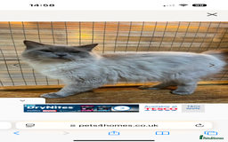 Mixed Breed cats for sale: Ragdoll x READY TO LEAVE NOW - Image 8