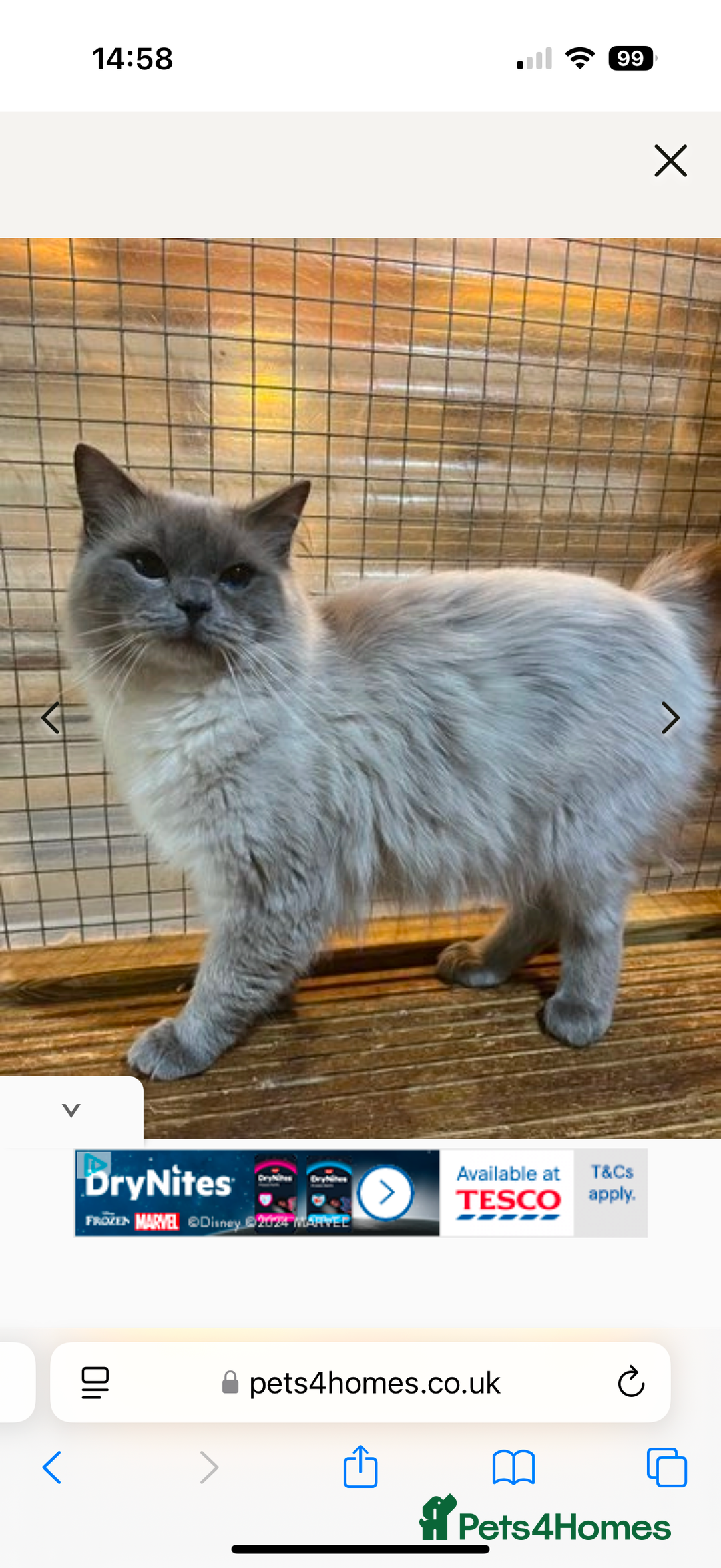 Mixed Breed cats for sale: Ragdoll x READY TO LEAVE NOW - Image 8