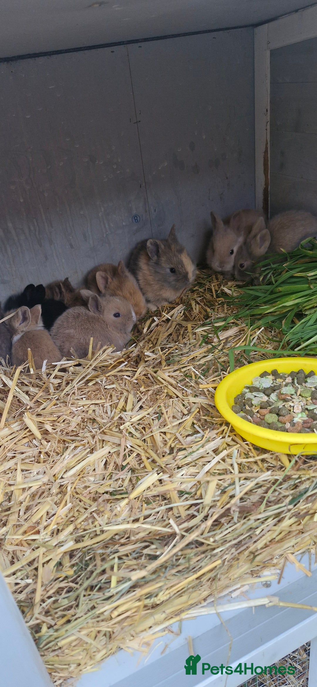 Mini Lion Lop rabbits for sale: Baby mini lop and lionhead - Advert 3