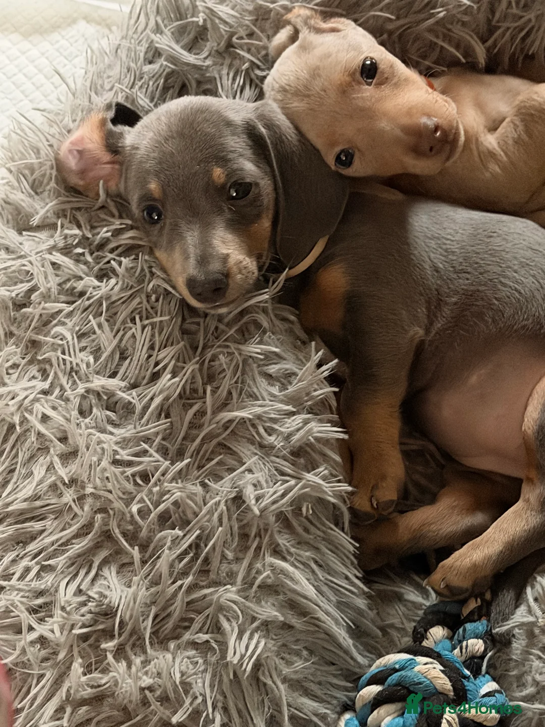 Miniature Dachshund dogs for sale: 1 female remaining  - Advert 1
