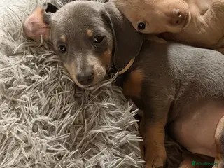 Miniature Dachshund dogs 1 female remaining - Advert 3