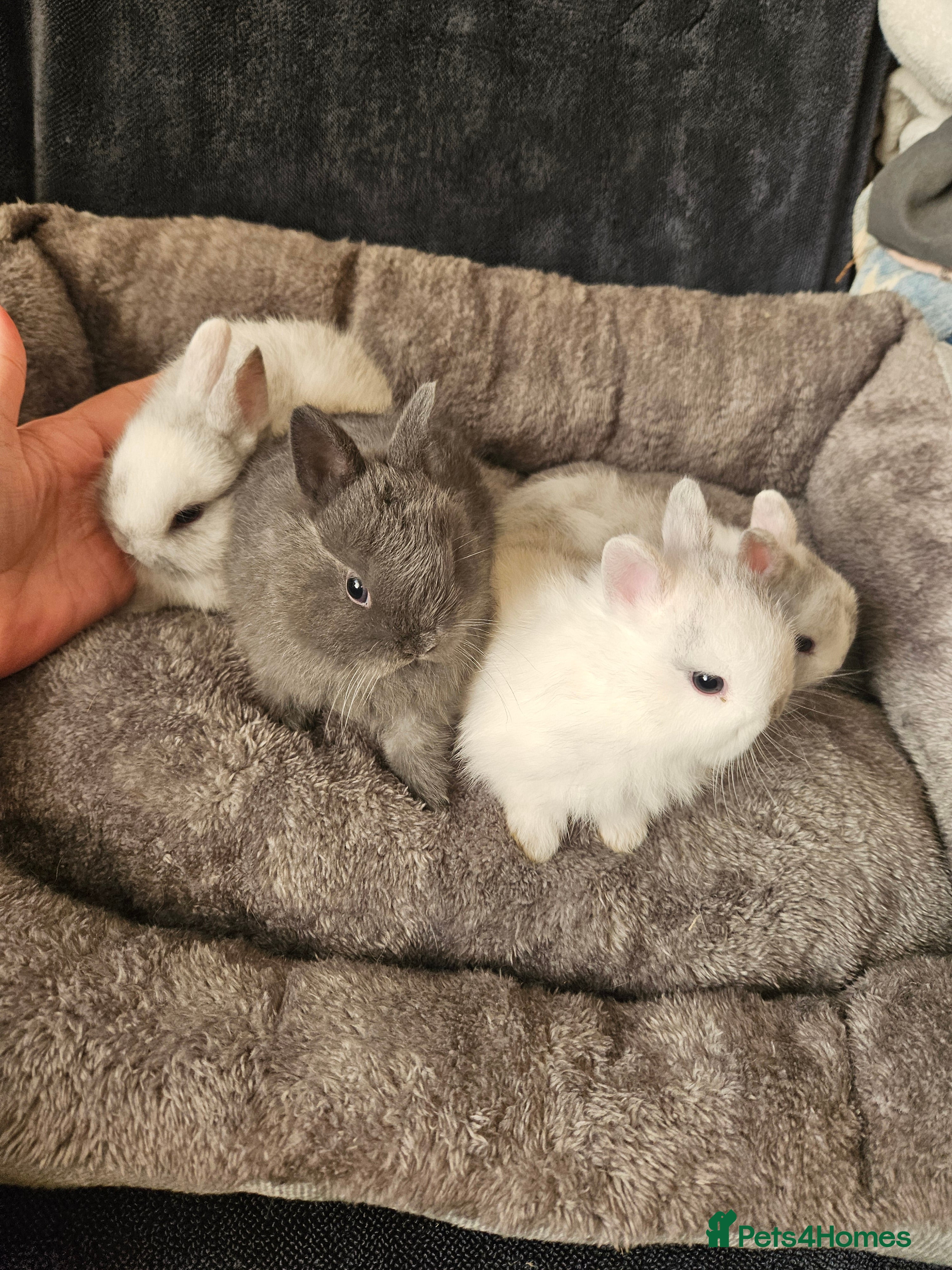 Netherland Dwarf rabbits Blue and Magpie boys - Advert 15