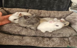 Netherland Dwarf rabbits for sale: Blue and Magpie boys - Advert 1
