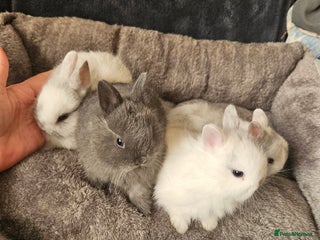 Netherland Dwarf rabbits Blue and Magpie boys - Advert 18