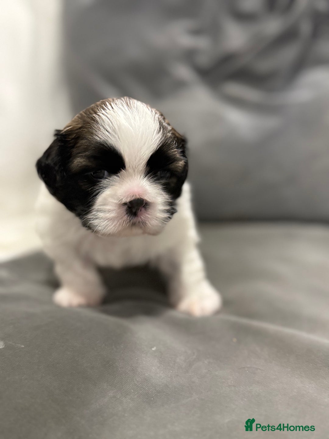 Shih Tzu dogs for sale: Shih Tzu puppies - Image 4