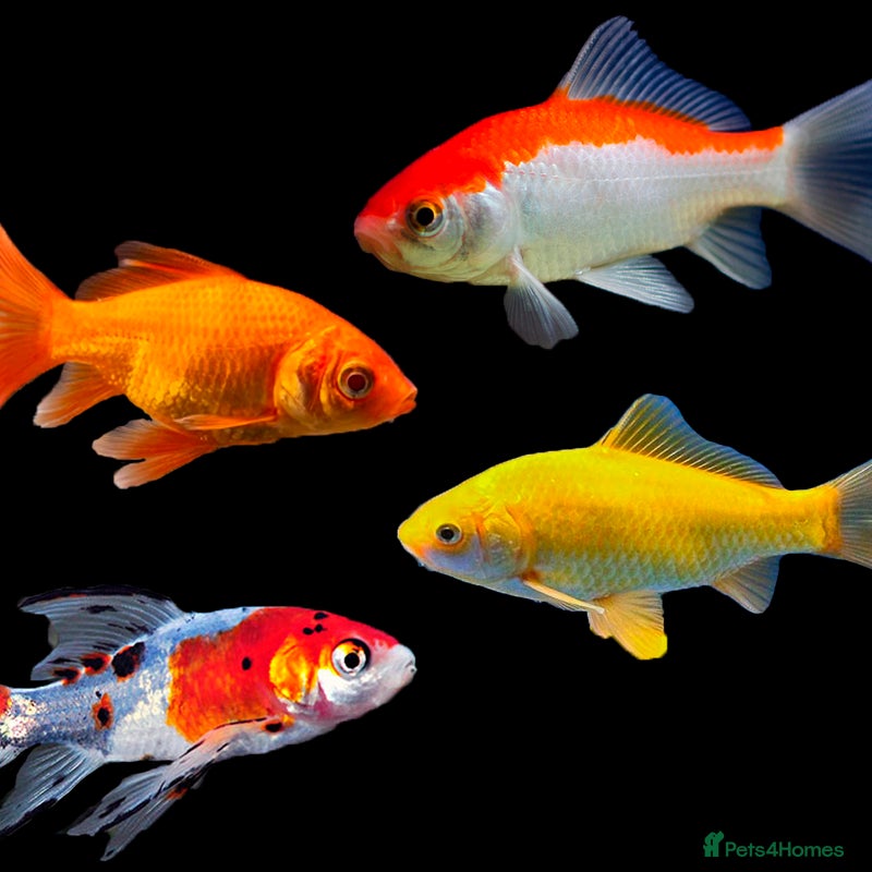 Pond Fish fish Assorted Pond Fish - Advert 1