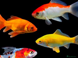 Pond Fish fish Assorted Pond Fish - Advert 1