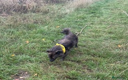 Mixed Breed dogs for adoption: 💖🐶 TWIGGY – A Happy Little Spirit🐶💖 - Image 16