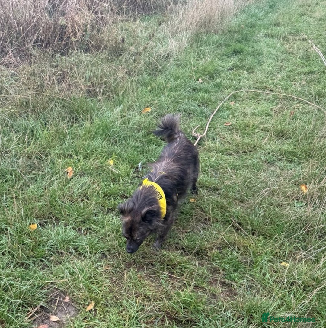 Mixed Breed dogs for adoption: 💖🐶 TWIGGY – A Happy Little Spirit🐶💖 - Image 16
