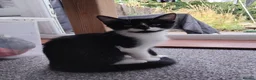 Mixed Breed cats for sale: Girlie - Advert 6