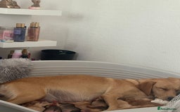 Cockerdor dogs for sale: cockerdor puppies - Image 13