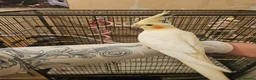 Cockatiels birds for sale: 2 gorgeous young tiels - Advert 3