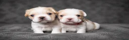 French Bulldog dogs for sale: ✨ Stunning French Bulldog Puppies Available ✨ - Advert 10