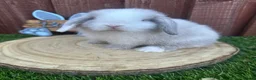 Mini Lop rabbits for sale: Beautiful purebred mini lops ready to reserve  - Advert 19