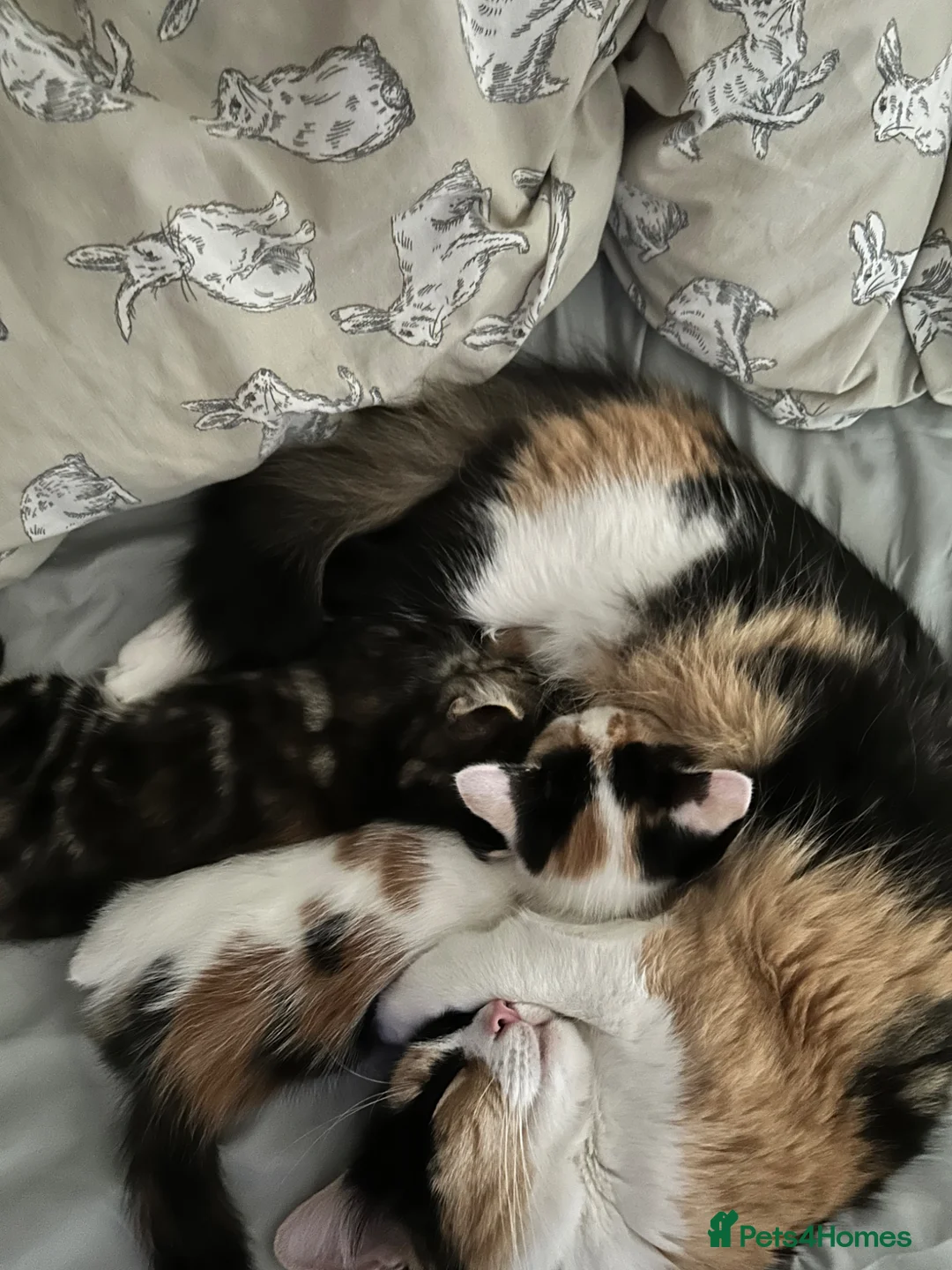 Mixed Breed cats for sale: Two female kittens  - Advert 1