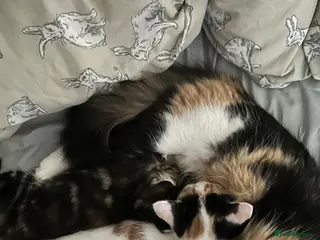 Mixed Breed cats Two female kittens - Advert 1
