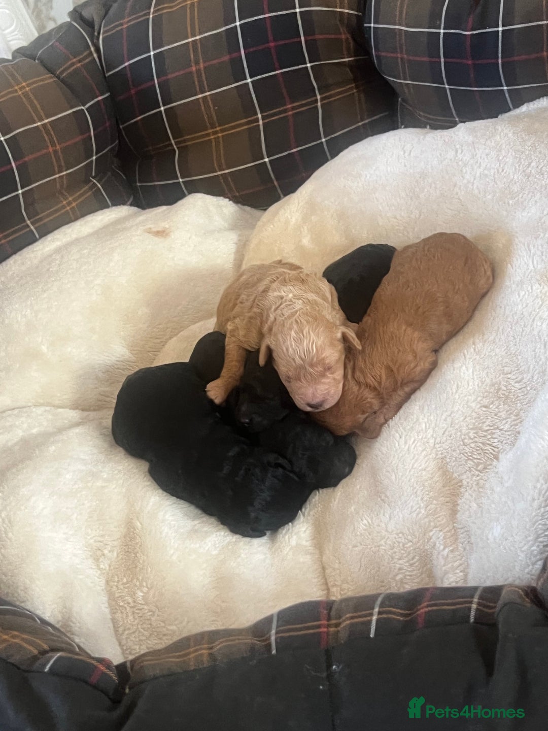 Poodle dogs for sale: Miniature toy poodles for sale - Advert 14