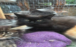 Maine Coon cats for sale: Maine coon  - Image 10