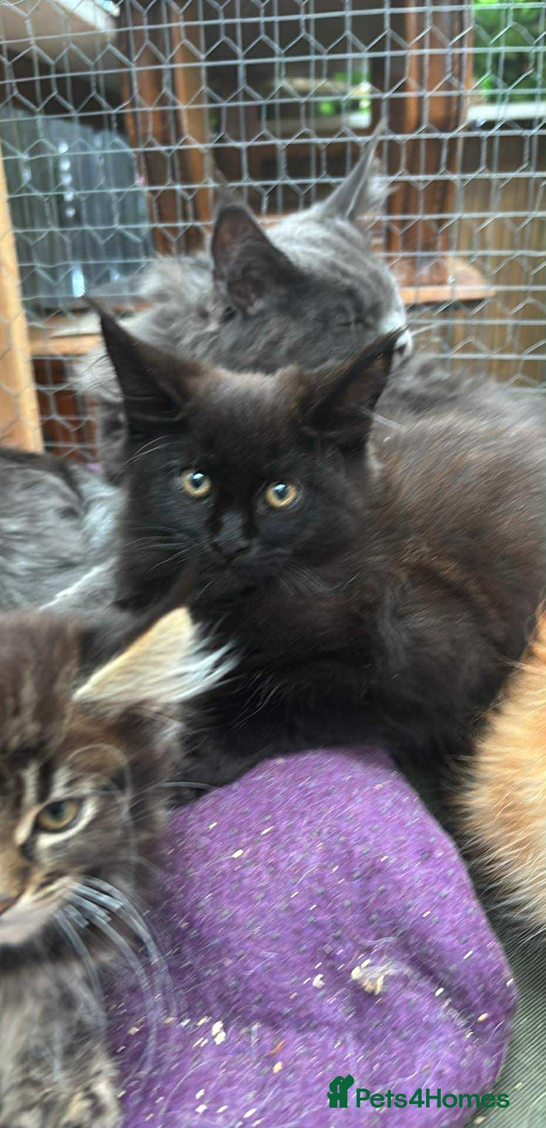 Maine Coon cats for sale: Maine coon  - Image 10