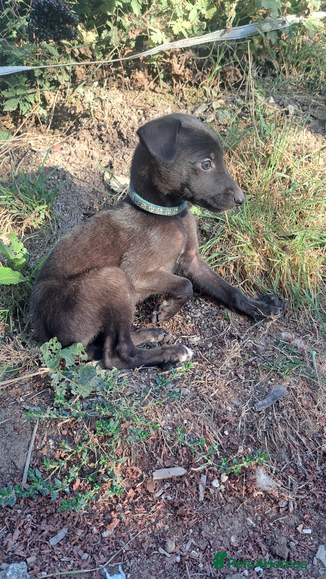 Greyhound dogs for sale: 💙READY TO GO💙 1 pup left - Irish Greyhound  - Image 2