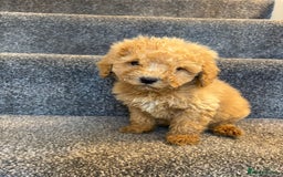 Coton De Tulear dogs for sale: Coton noodles puppies ready now  - Image 10