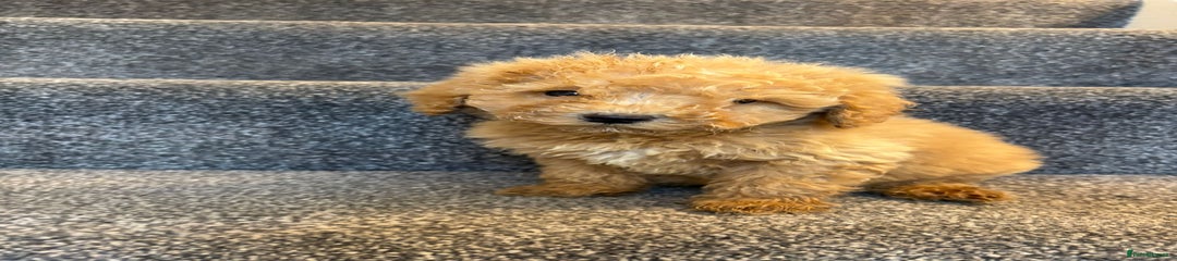 Coton De Tulear Puppy 3