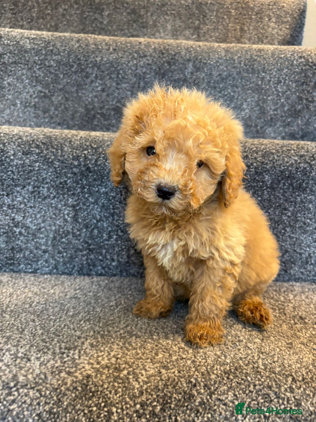 Coton De Tulear dogs for sale: Coton noodles puppies ready now  - Image 10