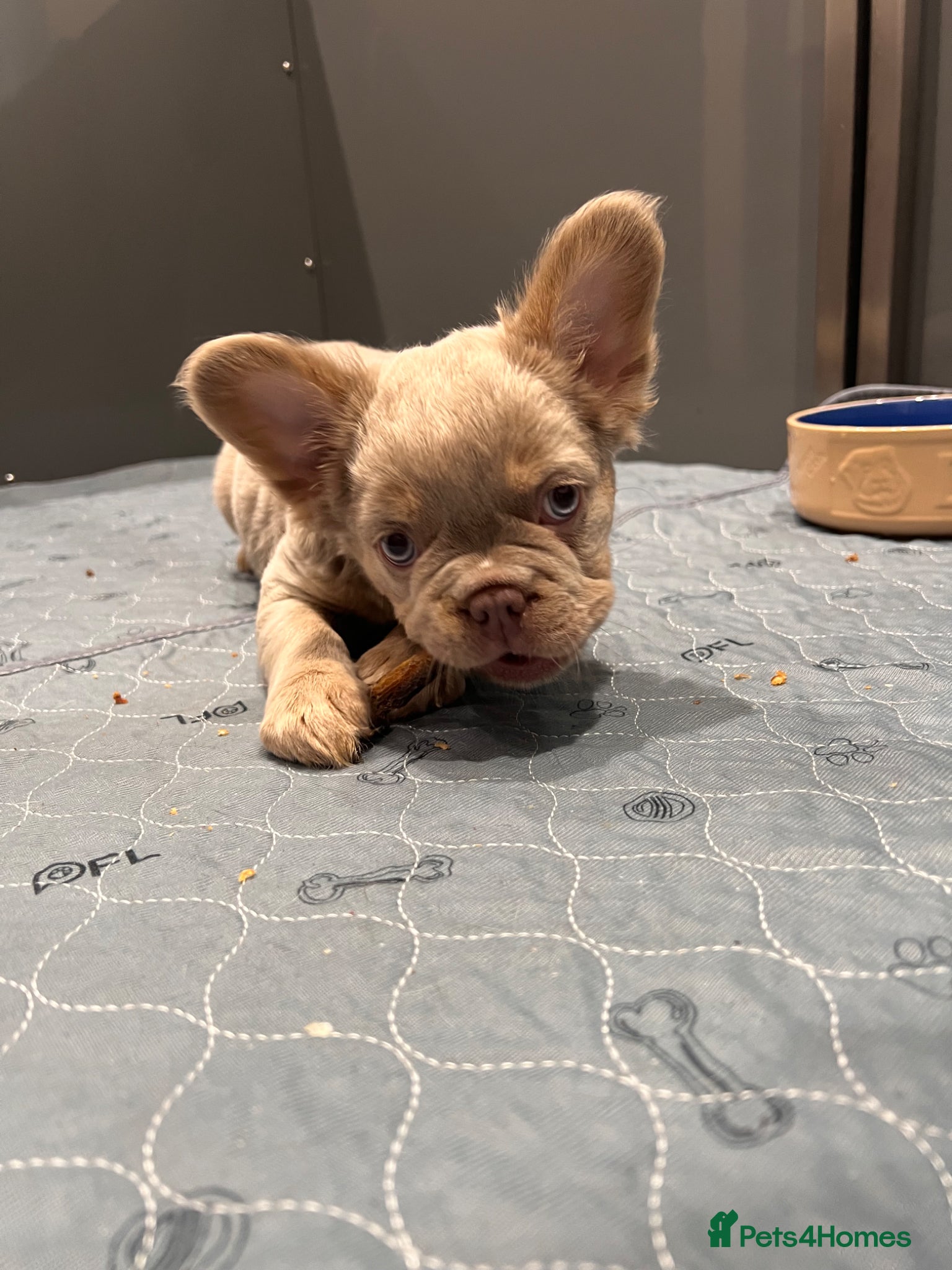 French Bulldog dogs READY NOW ! Quality Fluffy French Bulldog Puppies  - Advert 2