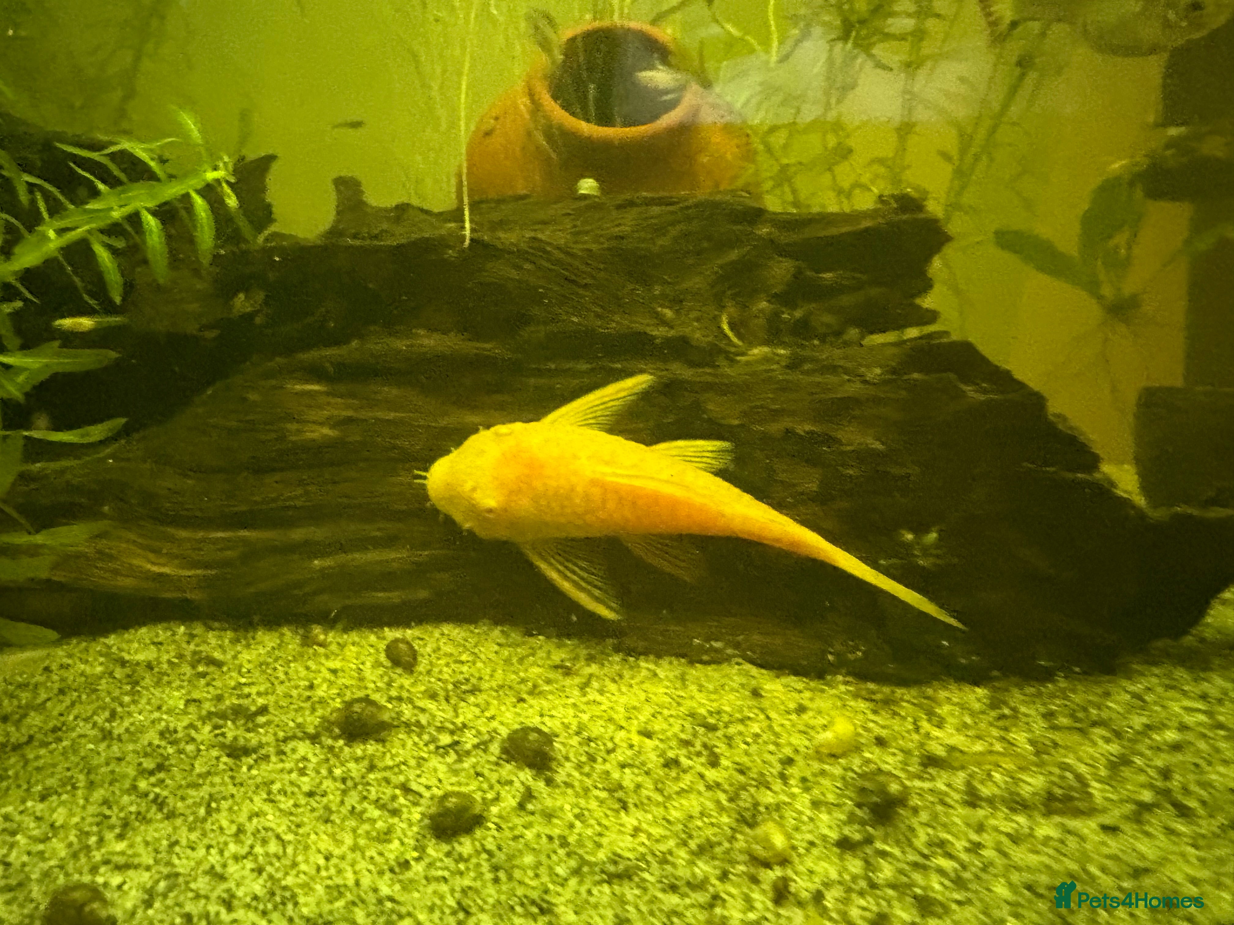 Live Bearers fish Bristlenose pleco  - Advert 6