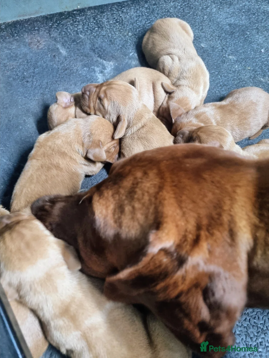 Hungarian Vizsla dogs for sale: Stunning KC Hungarian Vizsla Puppies  - Advert 10