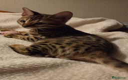 Bengal cats for sale: 3 bengaline kittens  - Image 2