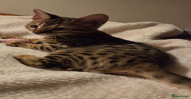 Bengal cats - Advert 3