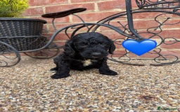 Cockapoo dogs for sale: Ready to leave Beautiful merle & gold  Cockapoos  - Image 20
