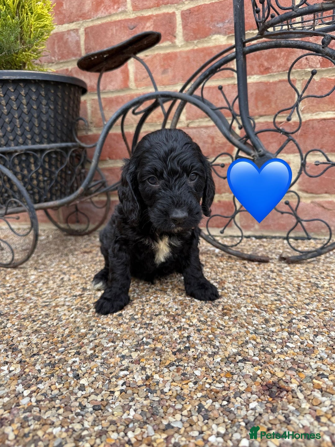 Cockapoo dogs for sale: Ready to leave Beautiful merle & gold  Cockapoos  - Image 20