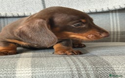 Miniature Dachshund dogs for sale: Top quality mini smooth dachshunds - Image 4
