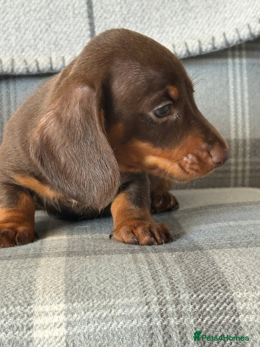 Miniature Dachshund dogs for sale: Top quality mini smooth dachshunds - Image 4