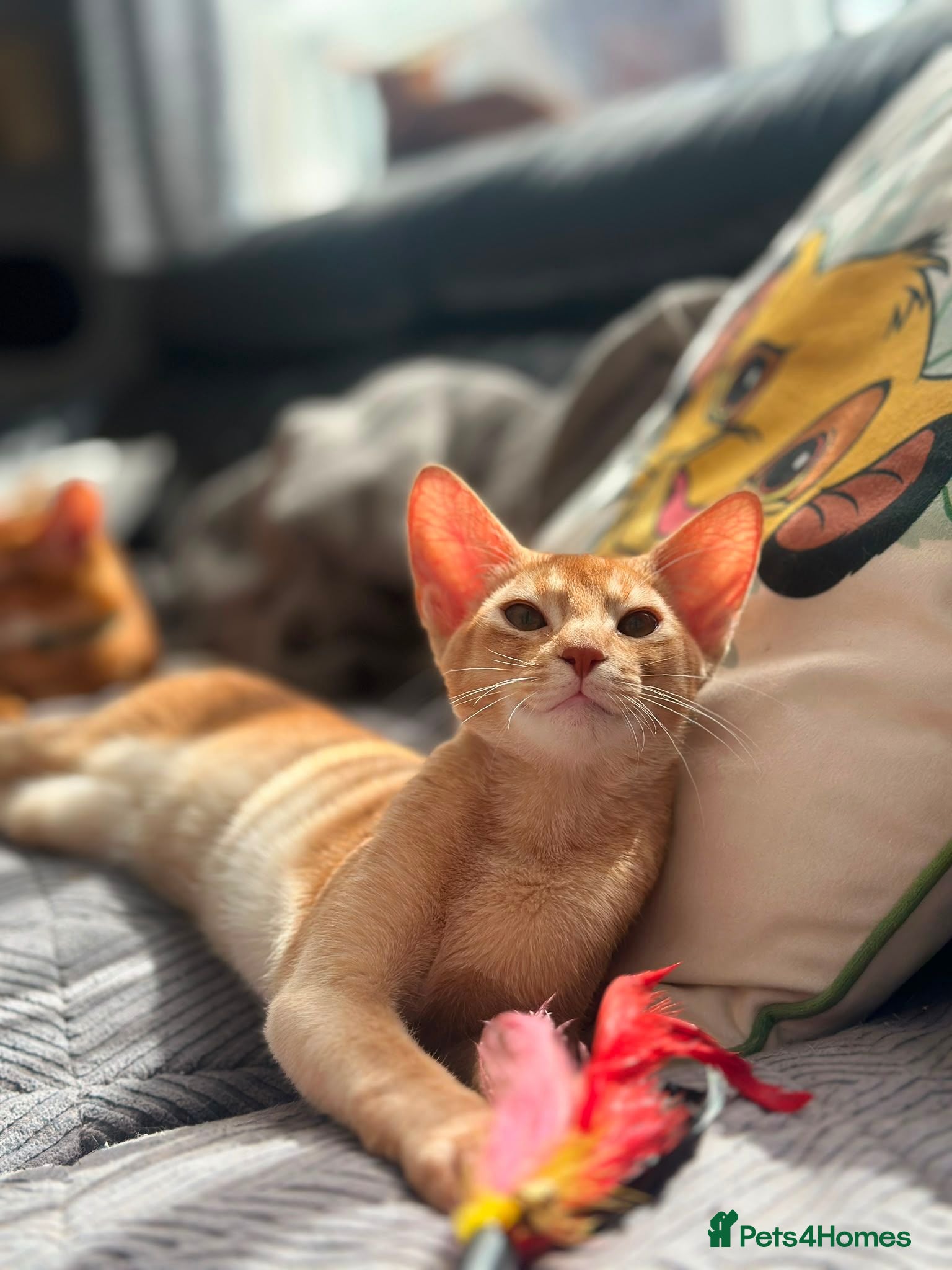 Abyssinian cats Last boy available Abyssinian kittens  - Advert 1