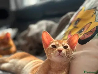 Abyssinian cats Last boy available Abyssinian kittens - Advert 1