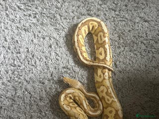 Python Snake reptiles Ball python - Advert 1