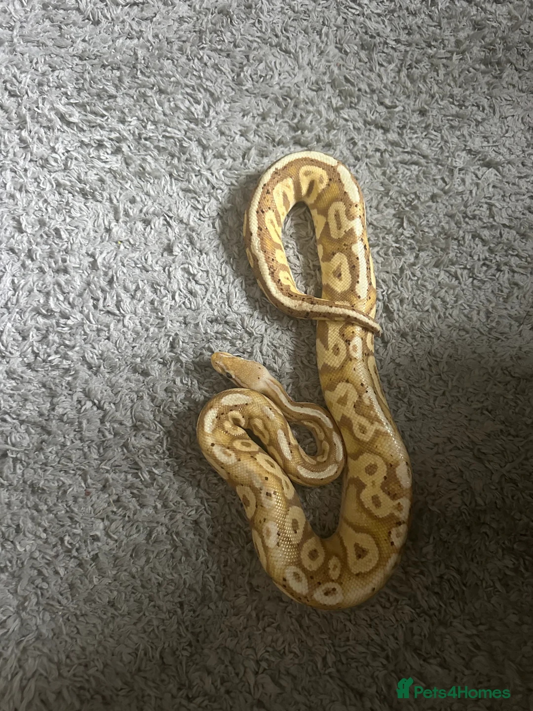 Python Snake reptiles for sale: Ball python - Advert 1