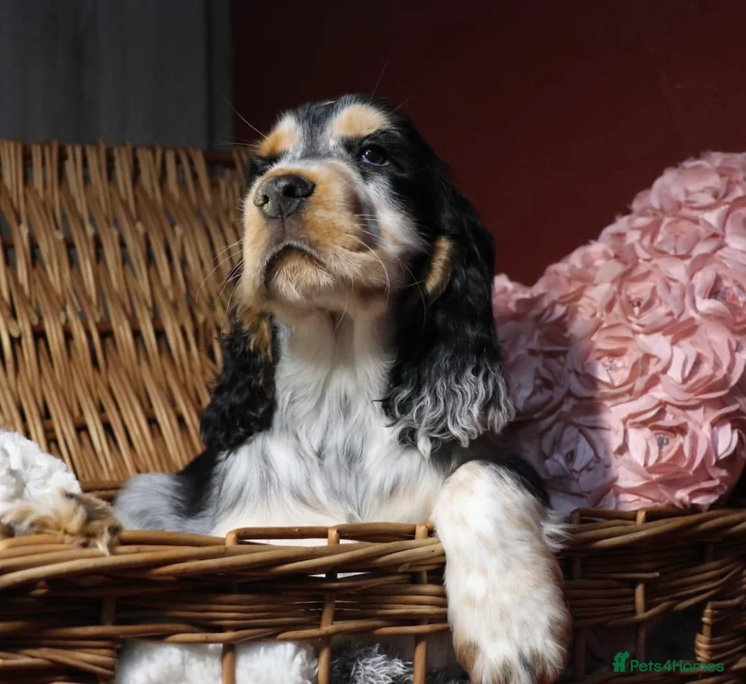 Cocker Spaniel dogs for sale: Extensively Health tested Parents & UNIQUE colours - Advert 1